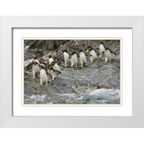 Antarctica, Royal Bay Macaroni Penguins White Modern Wood Framed Art Print with Double Matting by Grall, Don