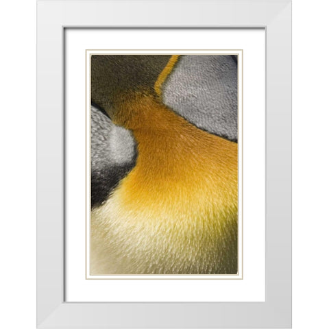 Antarctica, Salisbury Plain King penguin White Modern Wood Framed Art Print with Double Matting by Grall, Don