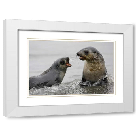 Antarctica Antarctic Fur Seals sparring White Modern Wood Framed Art Print with Double Matting by Grall, Don