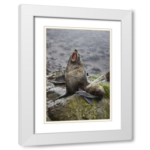 Antarctica, Elsehul Bay Antarctic fur seal yawns White Modern Wood Framed Art Print with Double Matting by Grall, Don
