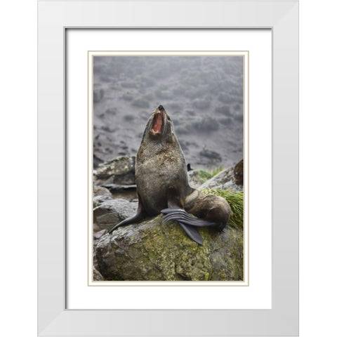 Antarctica, Elsehul Bay Antarctic fur seal yawns White Modern Wood Framed Art Print with Double Matting by Grall, Don