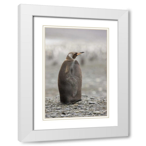 Antarctica, A dark morph of a king penguin White Modern Wood Framed Art Print with Double Matting by Grall, Don