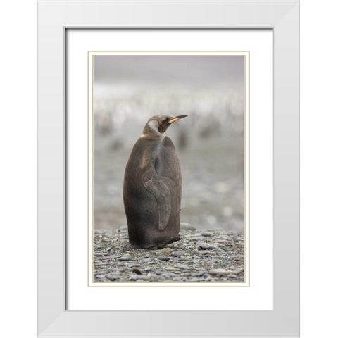Antarctica, A dark morph of a king penguin White Modern Wood Framed Art Print with Double Matting by Grall, Don