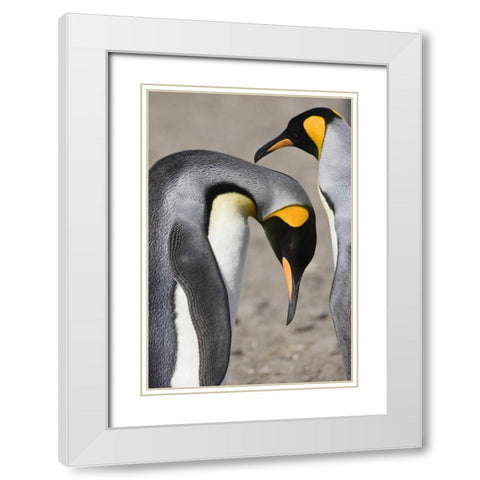 Antarctica, Salisbury Plain King penguin bows White Modern Wood Framed Art Print with Double Matting by Grall, Don