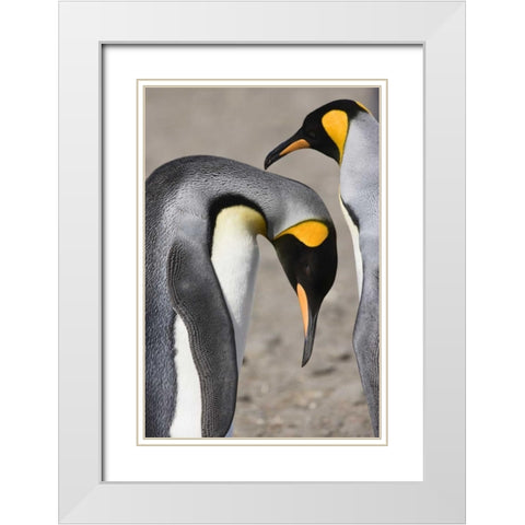 Antarctica, Salisbury Plain King penguin bows White Modern Wood Framed Art Print with Double Matting by Grall, Don