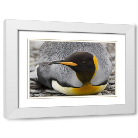 Antarctica, Salisbury Plain King penguin rests White Modern Wood Framed Art Print with Double Matting by Grall, Don