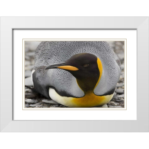 Antarctica, Salisbury Plain King penguin rests White Modern Wood Framed Art Print with Double Matting by Grall, Don