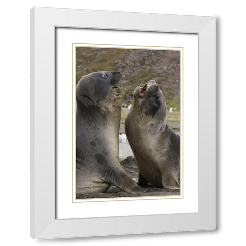 Antarctica, St Andrews Southern Elephant Seals White Modern Wood Framed Art Print with Double Matting by Grall, Don