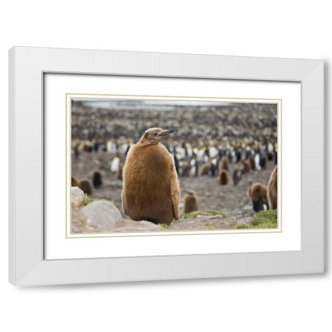 Antarctica, St Andrews Bay King penguin chick White Modern Wood Framed Art Print with Double Matting by Grall, Don
