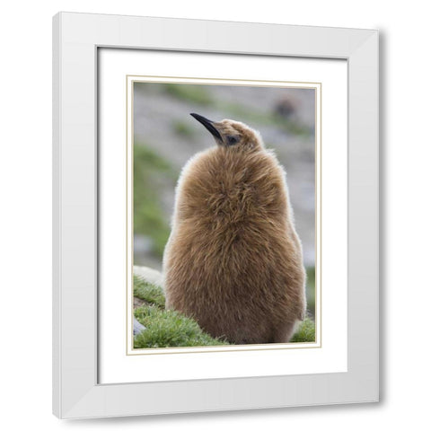 Antarctica, St Andrews Bay King penguin chick White Modern Wood Framed Art Print with Double Matting by Grall, Don