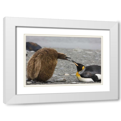 Antarctica King penguin Oakum Boy chick White Modern Wood Framed Art Print with Double Matting by Grall, Don