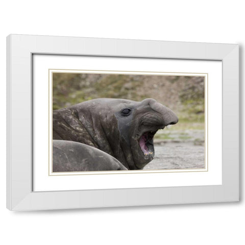 Antarctica, St Andrews Southern Elephant Seal White Modern Wood Framed Art Print with Double Matting by Grall, Don