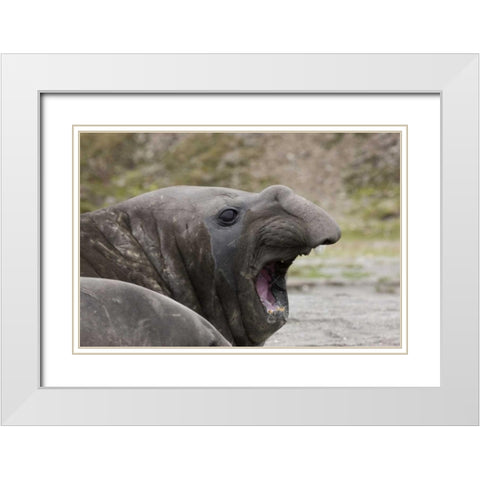 Antarctica, St Andrews Southern Elephant Seal White Modern Wood Framed Art Print with Double Matting by Grall, Don