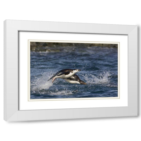 Antarctica, Adelie penguins porpoising White Modern Wood Framed Art Print with Double Matting by Grall, Don