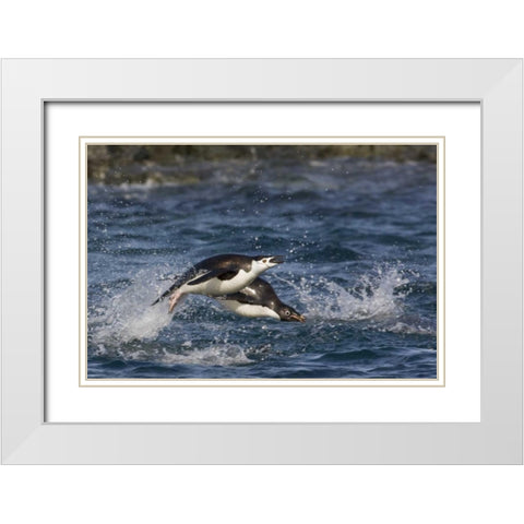 Antarctica, Adelie penguins porpoising White Modern Wood Framed Art Print with Double Matting by Grall, Don