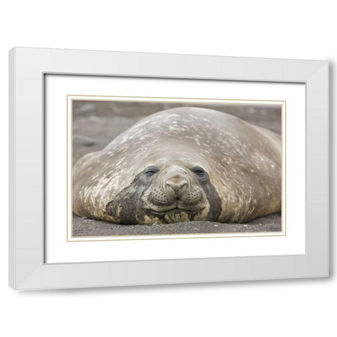 Antarctica, Livingston Is Southern elephant seal White Modern Wood Framed Art Print with Double Matting by Grall, Don