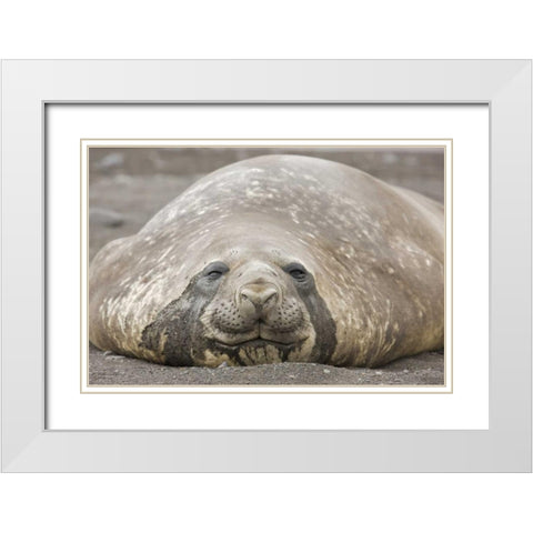 Antarctica, Livingston Is Southern elephant seal White Modern Wood Framed Art Print with Double Matting by Grall, Don