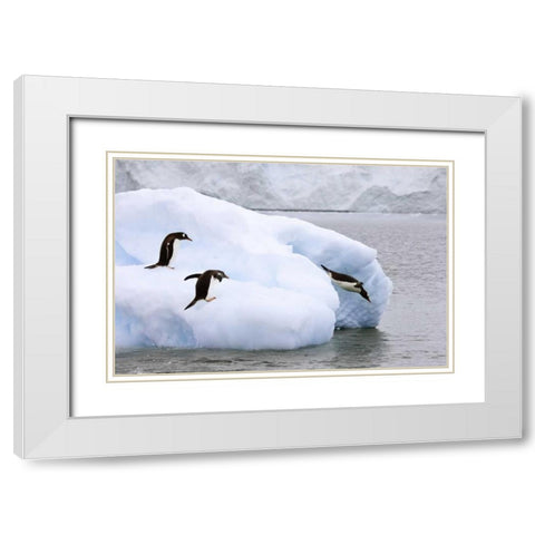 Antarctica, Neko Harbor One gentoo penguin leaps White Modern Wood Framed Art Print with Double Matting by Grall, Don