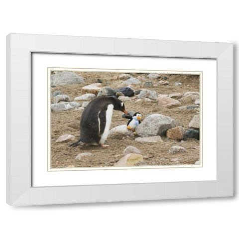 Antarctica, Neko Harbor Curious gentoo penguin White Modern Wood Framed Art Print with Double Matting by Grall, Don