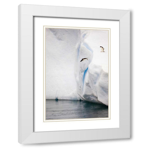 Antarctica Adelie penguin diving off an iceberg White Modern Wood Framed Art Print with Double Matting by Grall, Don