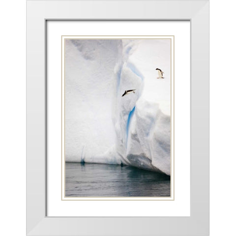 Antarctica Adelie penguin diving off an iceberg White Modern Wood Framed Art Print with Double Matting by Grall, Don