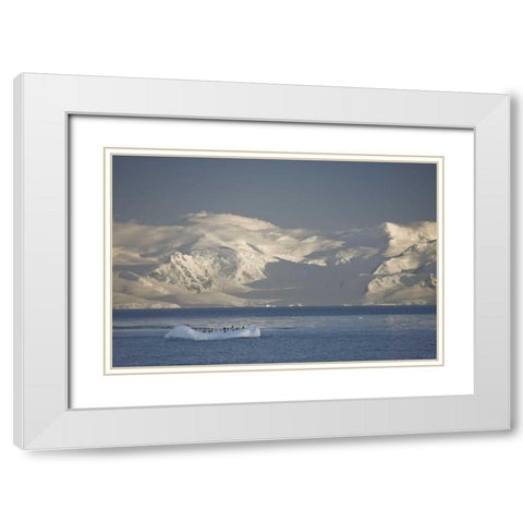Antarctica, Gentoo penguins on an iceberg White Modern Wood Framed Art Print with Double Matting by Grall, Don