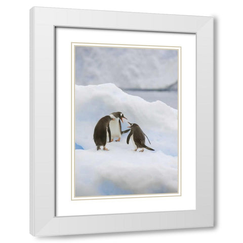 Antarctica, Neko Harbor Gentoo penguins quabble White Modern Wood Framed Art Print with Double Matting by Grall, Don