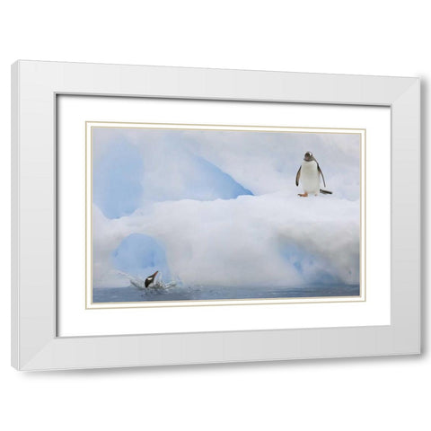 Antarctica Gentoo penguins on an iceberg White Modern Wood Framed Art Print with Double Matting by Grall, Don