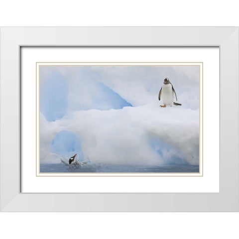 Antarctica Gentoo penguins on an iceberg White Modern Wood Framed Art Print with Double Matting by Grall, Don