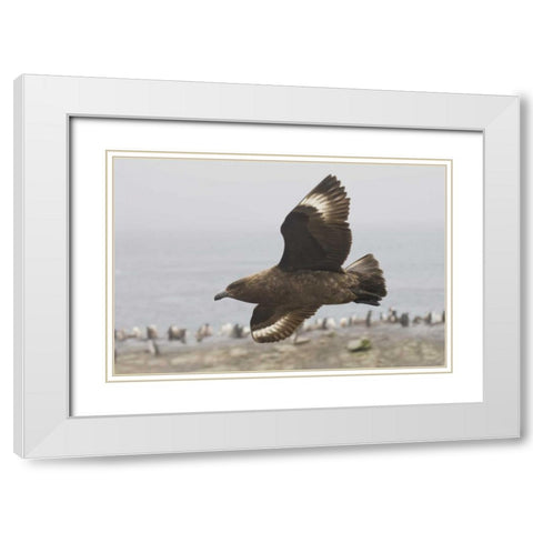 Antarctica, Brown skua soars over penguin colony White Modern Wood Framed Art Print with Double Matting by Grall, Don