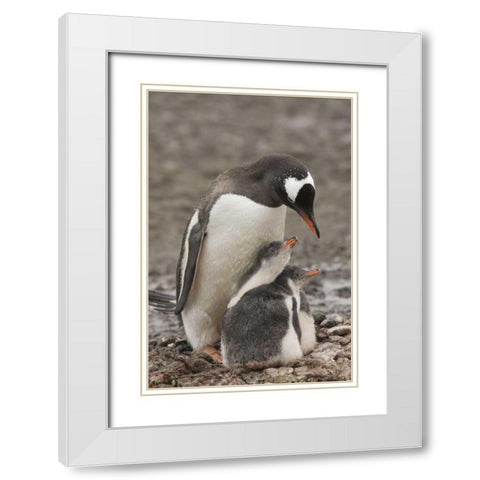 Antarctica, Aitcho Isl Gentoo penguin and chicks White Modern Wood Framed Art Print with Double Matting by Grall, Don