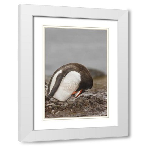 Antarctica A gentoo penguin with chick at nest White Modern Wood Framed Art Print with Double Matting by Grall, Don
