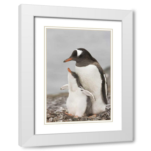 Antarctica, Gentoo penguin chick bonding White Modern Wood Framed Art Print with Double Matting by Grall, Don