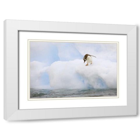 Antarctica, Gentoo penguin prepares to dive White Modern Wood Framed Art Print with Double Matting by Grall, Don