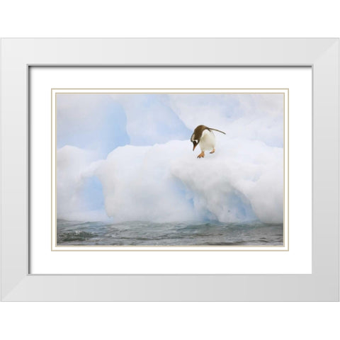 Antarctica, Gentoo penguin prepares to dive White Modern Wood Framed Art Print with Double Matting by Grall, Don