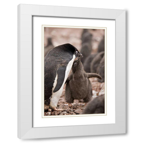 Antarctica, Adelie penguin chick begs for food White Modern Wood Framed Art Print with Double Matting by Grall, Don