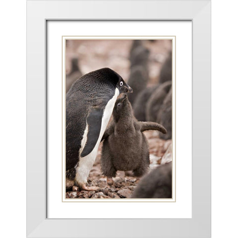 Antarctica, Adelie penguin chick begs for food White Modern Wood Framed Art Print with Double Matting by Grall, Don