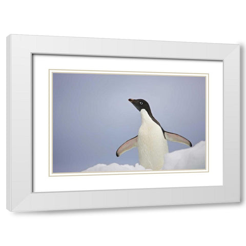Antarctica, An adult Adelie penguin stretches White Modern Wood Framed Art Print with Double Matting by Grall, Don