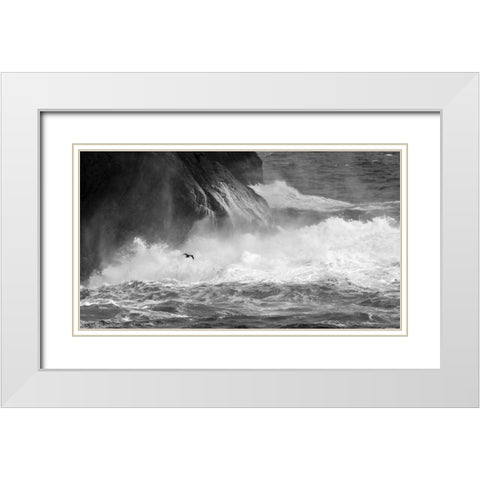 Antarctica Cormorant flying over frothing sea White Modern Wood Framed Art Print with Double Matting by Young, Bill