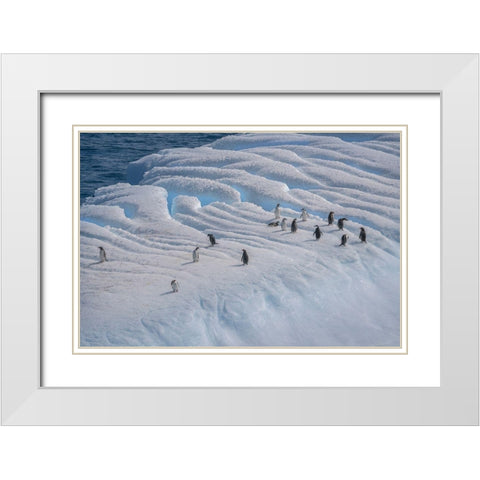 Antarctica-South Georgia Island-Coopers Bay Penguins on iceberg  White Modern Wood Framed Art Print with Double Matting by Jaynes Gallery