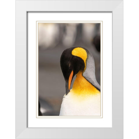 Antarctica-South Georgia Island-Right Whale Bay King penguin preening  White Modern Wood Framed Art Print with Double Matting by Jaynes Gallery