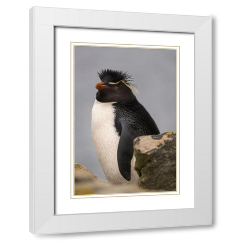 Falkland Islands-New Island Close-up of rockhopper penguin  White Modern Wood Framed Art Print with Double Matting by Jaynes Gallery