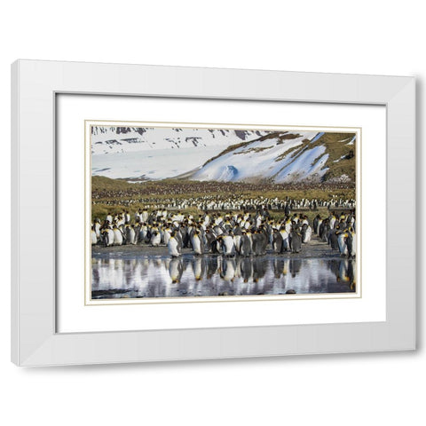 Antarctica-South Georgia Island-Salisbury Plain King penguins on beach  White Modern Wood Framed Art Print with Double Matting by Jaynes Gallery