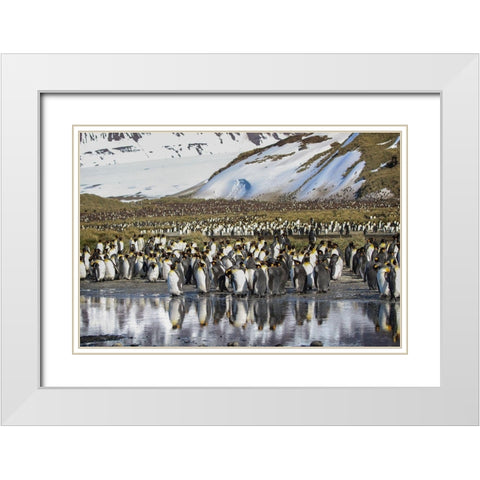 Antarctica-South Georgia Island-Salisbury Plain King penguins on beach  White Modern Wood Framed Art Print with Double Matting by Jaynes Gallery
