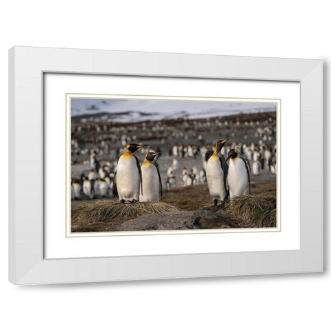 Antarctica-South Georgia Island-St Andrews Bay King penguins at their nests  White Modern Wood Framed Art Print with Double Matting by Jaynes Gallery