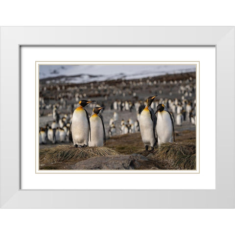 Antarctica-South Georgia Island-St Andrews Bay King penguins at their nests  White Modern Wood Framed Art Print with Double Matting by Jaynes Gallery