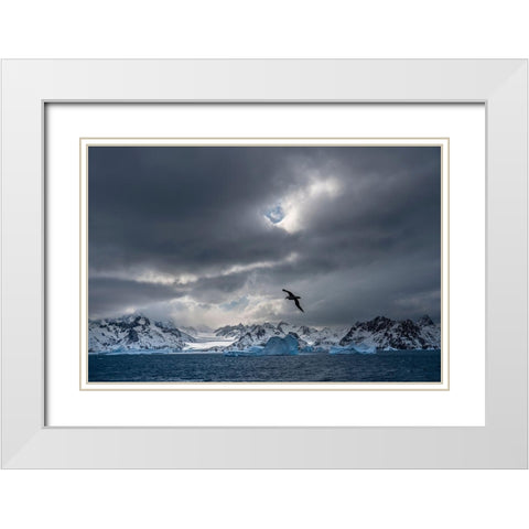 Antarctica-South Georgia Island Stormy sunset on glacier and flying bird  White Modern Wood Framed Art Print with Double Matting by Jaynes Gallery