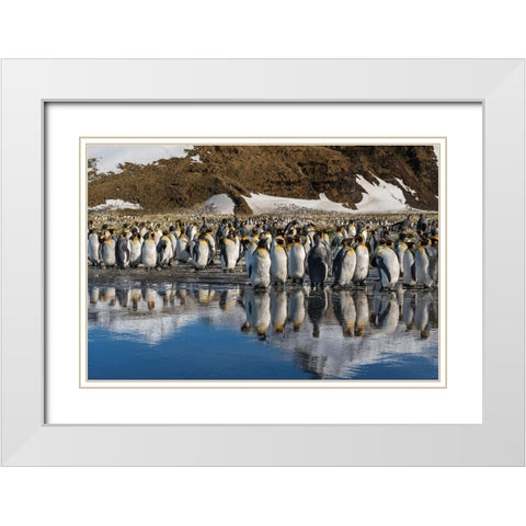 Antarctica-South Georgia Island-Salisbury Plain King penguins reflect in meltwater pond  White Modern Wood Framed Art Print with Double Matting by Jaynes Gallery