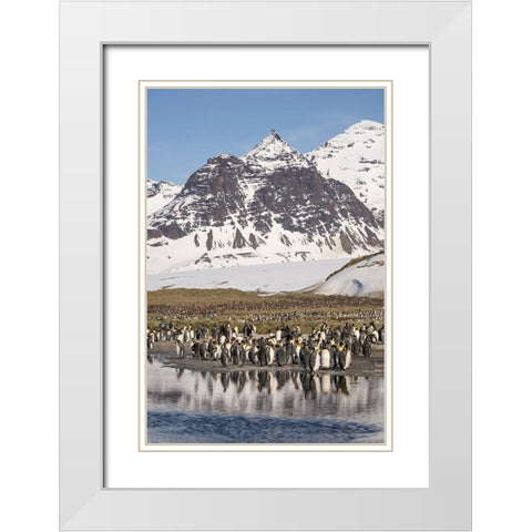 Antarctica-South Georgia Island-Salisbury Plain King penguins on beach  White Modern Wood Framed Art Print with Double Matting by Jaynes Gallery
