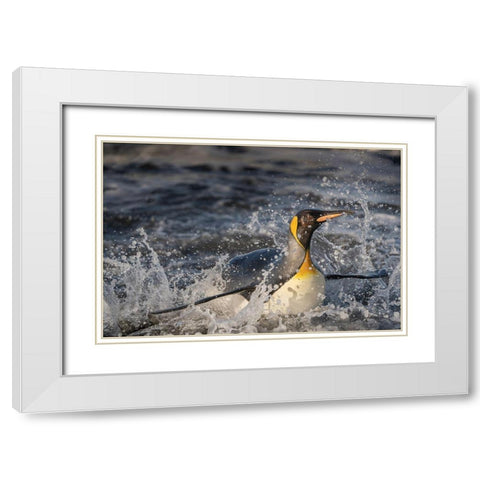 Antarctica-South Georgia Island-Salisbury Plain King penguin emerging from surf  White Modern Wood Framed Art Print with Double Matting by Jaynes Gallery